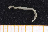  ( - UMBergen_NB_opheli34)  @12 [ ] CreativeCommons - Attribution Non-Commercial Share-Alike (2013) Unspecified University of Bergen, Natural History Collections
