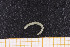  ( - UMBergen_NB_opheli36)  @11 [ ] CreativeCommons - Attribution Non-Commercial Share-Alike (2013) Unspecified University of Bergen, Natural History Collections
