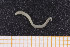  ( - UMBergen_NB_opheli37)  @11 [ ] CreativeCommons - Attribution Non-Commercial Share-Alike (2013) Unspecified University of Bergen, Natural History Collections
