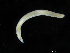  ( - UMBergen_NB_opheli41)  @11 [ ] CreativeCommons - Attribution Non-Commercial Share-Alike (2013) Unspecified University of Bergen, Natural History Collections
