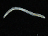  ( - UMBergen_NB_opheli42)  @11 [ ] CreativeCommons - Attribution Non-Commercial Share-Alike (2013) Unspecified University of Bergen, Natural History Collections