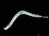  ( - UMBergen_NB_opheli43)  @11 [ ] CreativeCommons - Attribution Non-Commercial Share-Alike (2013) Unspecified University of Bergen, Natural History Collections