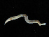  ( - UMBergen_NB_opheli46)  @14 [ ] CreativeCommons - Attribution Non-Commercial Share-Alike (2013) Unspecified University of Bergen, Natural History Collections