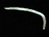  ( - UMBergen_NB_opheli47)  @11 [ ] CreativeCommons - Attribution Non-Commercial Share-Alike (2013) Unspecified University of Bergen, Natural History Collections
