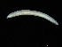  ( - UMBergen_NB_opheli48)  @11 [ ] CreativeCommons - Attribution Non-Commercial Share-Alike (2013) Unspecified University of Bergen, Natural History Collections