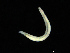  ( - UMBergen_NB_opheli49)  @11 [ ] CreativeCommons - Attribution Non-Commercial Share-Alike (2013) Unspecified University of Bergen, Natural History Collections