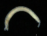  ( - UMBergen_NB_opheli50)  @11 [ ] CreativeCommons - Attribution Non-Commercial Share-Alike (2013) Unspecified University of Bergen, Natural History Collections