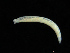 ( - UMBergen_NB_opheli51)  @11 [ ] CreativeCommons - Attribution Non-Commercial Share-Alike (2013) Unspecified University of Bergen, Natural History Collections
