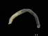  ( - UMBergen_NB_opheli56)  @11 [ ] CreativeCommons - Attribution Non-Commercial Share-Alike (2013) Unspecified University of Bergen, Natural History Collections