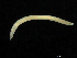  ( - UMBergen_NB_opheli57)  @11 [ ] CreativeCommons - Attribution Non-Commercial Share-Alike (2013) Unspecified University of Bergen, Natural History Collections