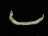  ( - UMBergen_NB_opheli58)  @11 [ ] CreativeCommons - Attribution Non-Commercial Share-Alike (2013) Unspecified University of Bergen, Natural History Collections
