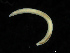  ( - UMBergen_NB_opheli59)  @11 [ ] CreativeCommons - Attribution Non-Commercial Share-Alike (2013) Unspecified University of Bergen, Natural History Collections