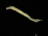  ( - UMBergen_NB_opheli60)  @11 [ ] CreativeCommons - Attribution Non-Commercial Share-Alike (2013) Unspecified University of Bergen, Natural History Collections