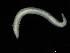  ( - UMBergen_NB_opheli61)  @11 [ ] CreativeCommons - Attribution Non-Commercial Share-Alike (2013) Unspecified University of Bergen, Natural History Collections