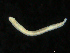  ( - UMBergen_NB_opheli62)  @11 [ ] CreativeCommons - Attribution Non-Commercial Share-Alike (2013) Unspecified University of Bergen, Natural History Collections