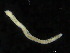  ( - UMBergen_NB_opheli63)  @11 [ ] CreativeCommons - Attribution Non-Commercial Share-Alike (2013) Unspecified University of Bergen, Natural History Collections