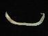  ( - UMBergen_NB_opheli64)  @11 [ ] CreativeCommons - Attribution Non-Commercial Share-Alike (2013) Unspecified University of Bergen, Natural History Collections