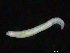  ( - UMBergen_NB_opheli65)  @11 [ ] CreativeCommons - Attribution Non-Commercial Share-Alike (2013) Unspecified University of Bergen, Natural History Collections
