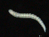 ( - UMBergen_NB_opheli67)  @11 [ ] CreativeCommons - Attribution Non-Commercial Share-Alike (2013) Unspecified University of Bergen, Natural History Collections