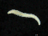  ( - UMBergen_NB_opheli69)  @11 [ ] CreativeCommons - Attribution Non-Commercial Share-Alike (2013) Unspecified University of Bergen, Natural History Collections