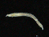  ( - UMBergen_NB_opheli71)  @11 [ ] CreativeCommons - Attribution Non-Commercial Share-Alike (2013) Unspecified University of Bergen, Natural History Collections