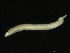  ( - UMBergen_NB_opheli73)  @11 [ ] CreativeCommons - Attribution Non-Commercial Share-Alike (2013) Unspecified University of Bergen, Natural History Collections