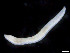  ( - UMBergen_NB_opheli86)  @11 [ ] CreativeCommons - Attribution Non-Commercial Share-Alike (2013) Unspecified University of Bergen, Natural History Collections