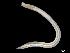  ( - UMBergen_NB_opheli89)  @14 [ ] CreativeCommons - Attribution Non-Commercial Share-Alike (2013) Unspecified University of Bergen, Natural History Collections