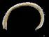  (Ophelina acuminata - UMBergen_NB_opheli90)  @14 [ ] CreativeCommons - Attribution Non-Commercial Share-Alike (2013) Unspecified University of Bergen, Natural History Collections