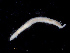  ( - UMBergen_NB_opheli91)  @11 [ ] CreativeCommons - Attribution Non-Commercial Share-Alike (2013) Unspecified University of Bergen, Natural History Collections