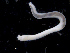  ( - UMBergen_NB_opheli93)  @11 [ ] CreativeCommons - Attribution Non-Commercial Share-Alike (2013) Unspecified University of Bergen, Natural History Collections