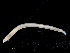  ( - UMBergen_NB_opheli94)  @13 [ ] CreativeCommons - Attribution Non-Commercial Share-Alike (2013) Unspecified University of Bergen, Natural History Collections