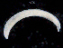  ( - UMBergen_NB_opheli95)  @11 [ ] CreativeCommons - Attribution Non-Commercial Share-Alike (2013) Unspecified University of Bergen, Natural History Collections