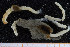  (Nicomache lumbricalis - UMBergen_NB_polych101)  @11 [ ] Unspecified (default): All Rights Reserved (2014) Unspecified Unspecified