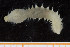  (Pseudoscalibregma - UMBergen_NB_polych109)  @13 [ ] Unspecified (default): All Rights Reserved (2014) Unspecified Unspecified