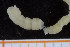  (Nicomache lumbricalis - UMBergen_NB_polych120)  @11 [ ] CreativeCommons - Attribution Non-Commercial Share-Alike (2014) University of Bergen University of Bergen, Natural History Collections