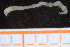  ( - UMBergen_NB_polych125)  @11 [ ] CreativeCommons - Attribution Non-Commercial Share-Alike (2014) University of Bergen, Norway Natural History Collections, University of Bergen