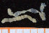  ( - UMBergen_NB_polych136)  @11 [ ] CreativeCommons - Attribution Non-Commercial Share-Alike (2014) University of Bergen, Norway Natural History Collections, University of Bergen