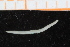  ( - UMBergen_NB_polych148)  @11 [ ] CreativeCommons - Attribution Non-Commercial Share-Alike (2014) University of Bergen, Norway University of Bergen, Natural History Collections