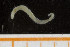  ( - UMBergen_NB_polych150)  @11 [ ] CreativeCommons - Attribution Non-Commercial Share-Alike (2014) University of Bergen, Norway University of Bergen, Natural History Collections