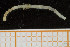  (Notoproctus arcticus - UMBergen_NB_polych157)  @11 [ ] CreativeCommons - Attribution Non-Commercial Share-Alike (2014) University of Bergen University of Bergen, Natural History Collections