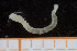  ( - UMBergen_NB_polych164)  @11 [ ] CreativeCommons - Attribution Non-Commercial Share-Alike (2014) University of Bergen, Norway University of Bergen, Natural History Collections