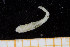  ( - UMBergen_NB_polych21)  @11 [ ] CreativeCommons - Attribution Non-Commercial Share-Alike (2013) Unspecified University of Bergen, Natural History Collections