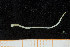  ( - UMBergen_NB_polych212)  @12 [ ] CreativeCommons - Attribution Non-Commercial Share-Alike (2014) University of Bergen University of Bergen, Natural History Collections
