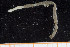  ( - UMBergen_NB_polych213)  @11 [ ] CreativeCommons - Attribution Non-Commercial Share-Alike (2014) University of Bergen University of Bergen, Natural History Collections
