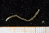  ( - UMBergen_NB_polych214)  @12 [ ] CreativeCommons - Attribution Non-Commercial Share-Alike (2014) University of Bergen University of Bergen, Natural History Collections