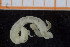  ( - UMBergen_NB_polych219)  @12 [ ] CreativeCommons - Attribution Non-Commercial Share-Alike (2014) University of Bergen, Norway University of Bergen, Natural History Collections