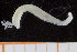  ( - UMBergen_NB_polych236)  @13 [ ] CreativeCommons - Attribution Non-Commercial Share-Alike (2014) University of Bergen, Norway University of Bergen, Natural History Collections