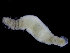  ( - UMBergen_NB_polych241)  @12 [ ] CreativeCommons - Attribution Non-Commercial Share-Alike (2014) University of Bergen, Norway University of Bergen, Natural History Collections