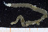  ( - UMBergen_NB_polych246)  @12 [ ] CreativeCommons - Attribution Non-Commercial Share-Alike (2014) University of Bergen University of Bergen, Natural History Collections